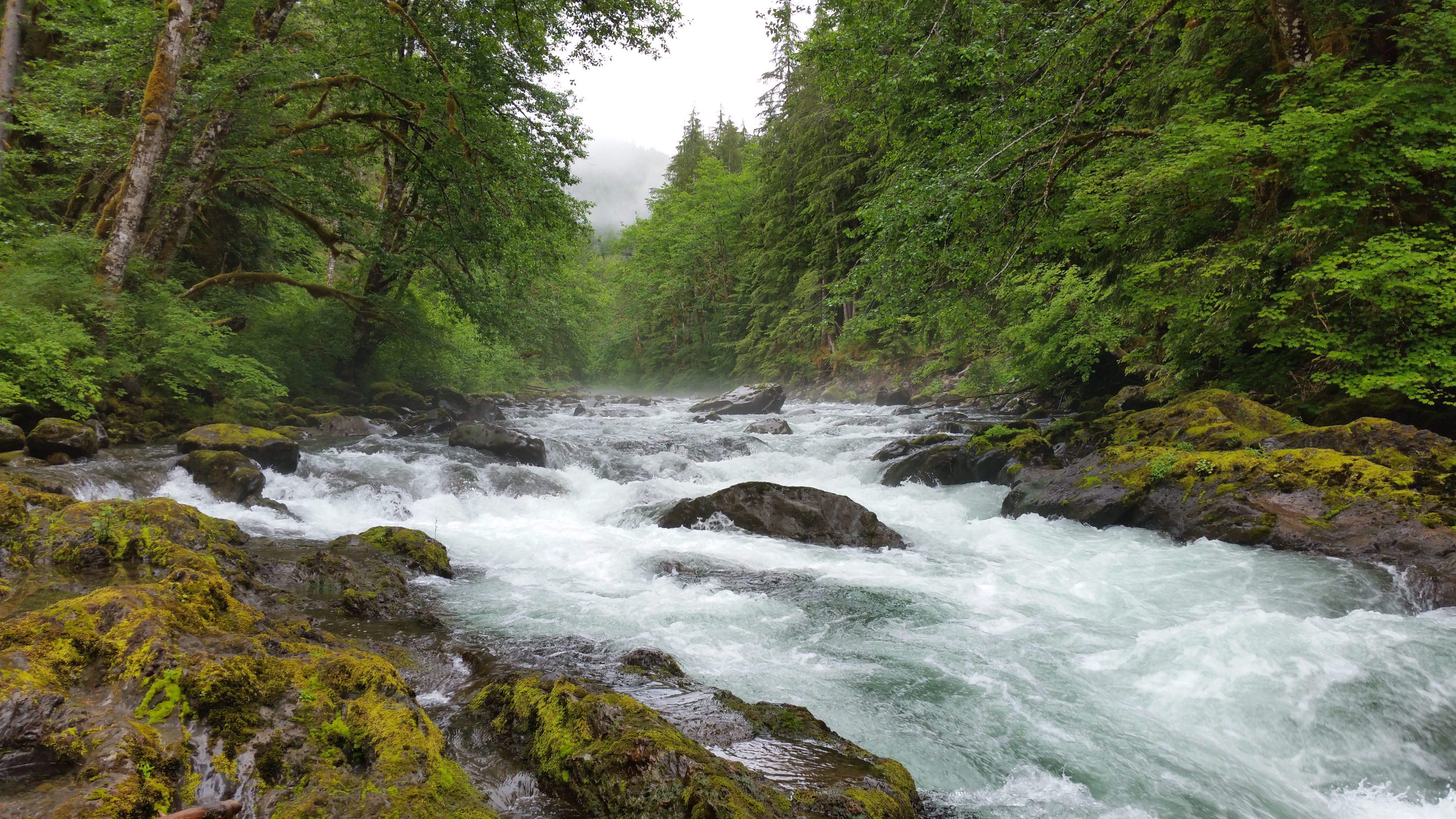 Somewhere in Olympic National Park, USA